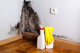 Best Mold Damage Restoration  in Eureka, MO